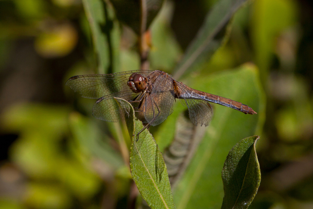 Sympetrum striolatum