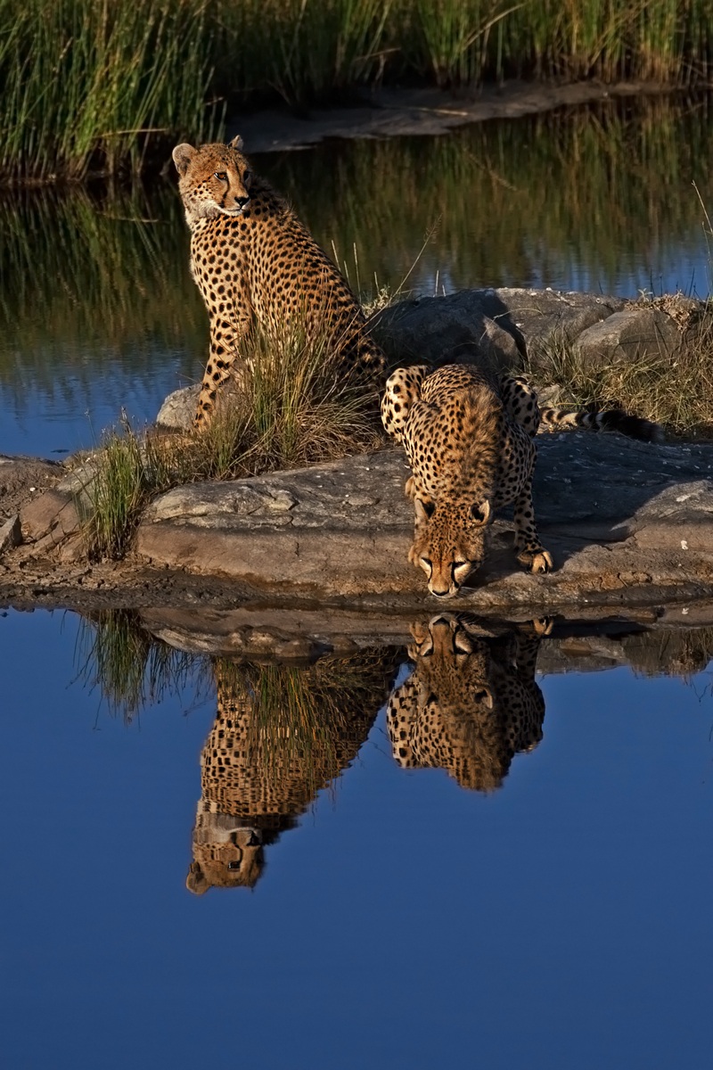 Cheethas in The Mirror