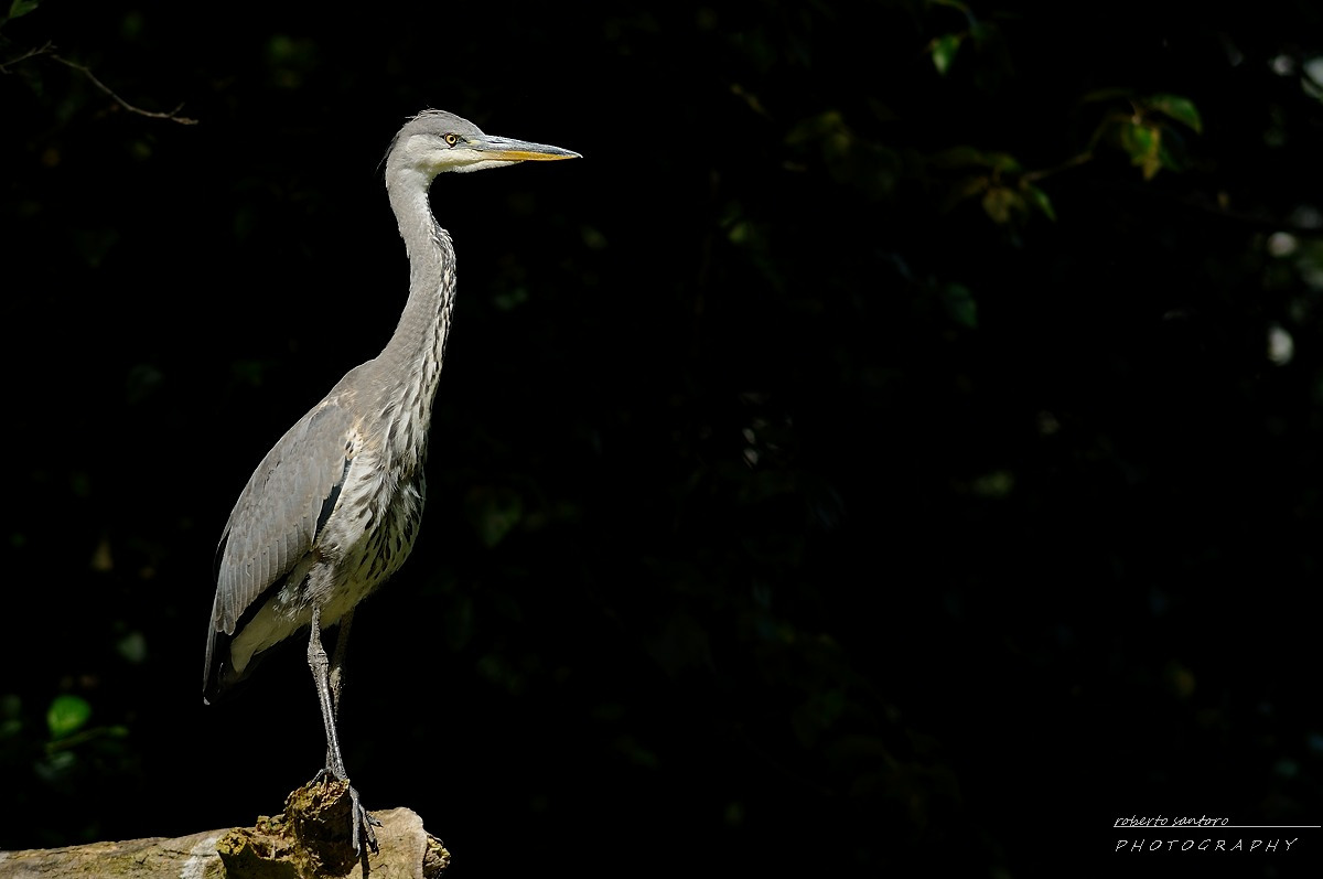 Ardea cinerea