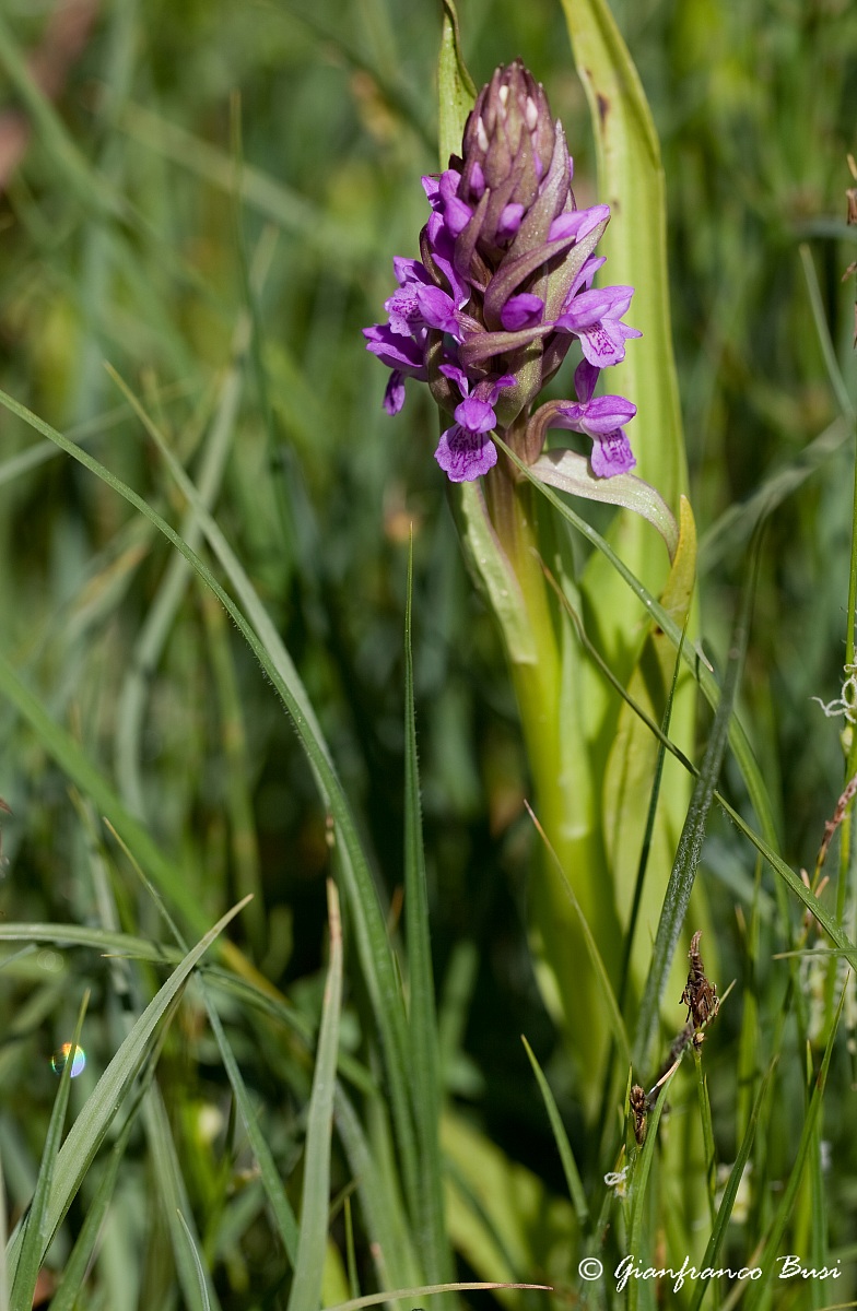 dactylorhiza incarnata