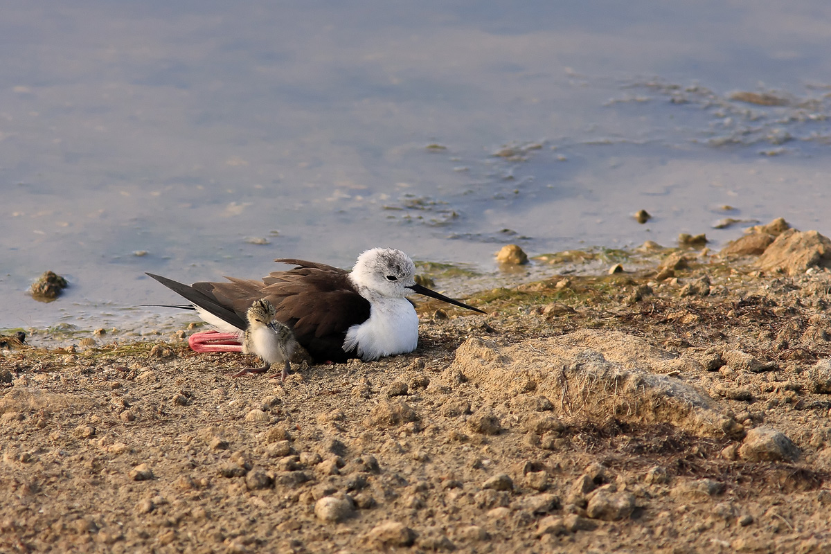 Mom knight with pullo