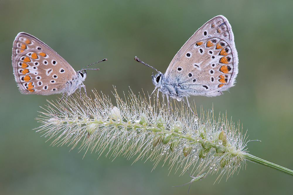 Aricia agetis