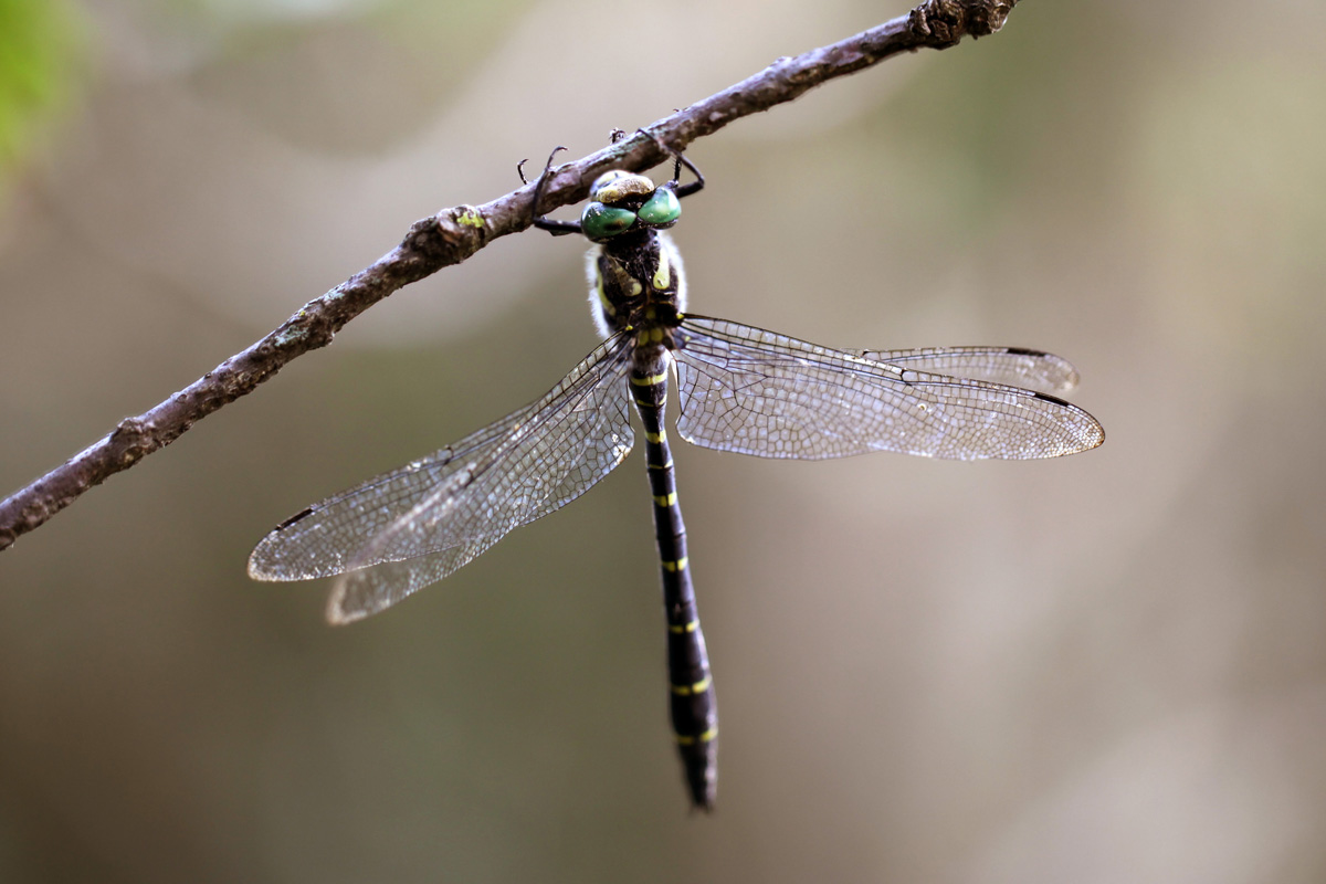 Cordulegaster bidentata