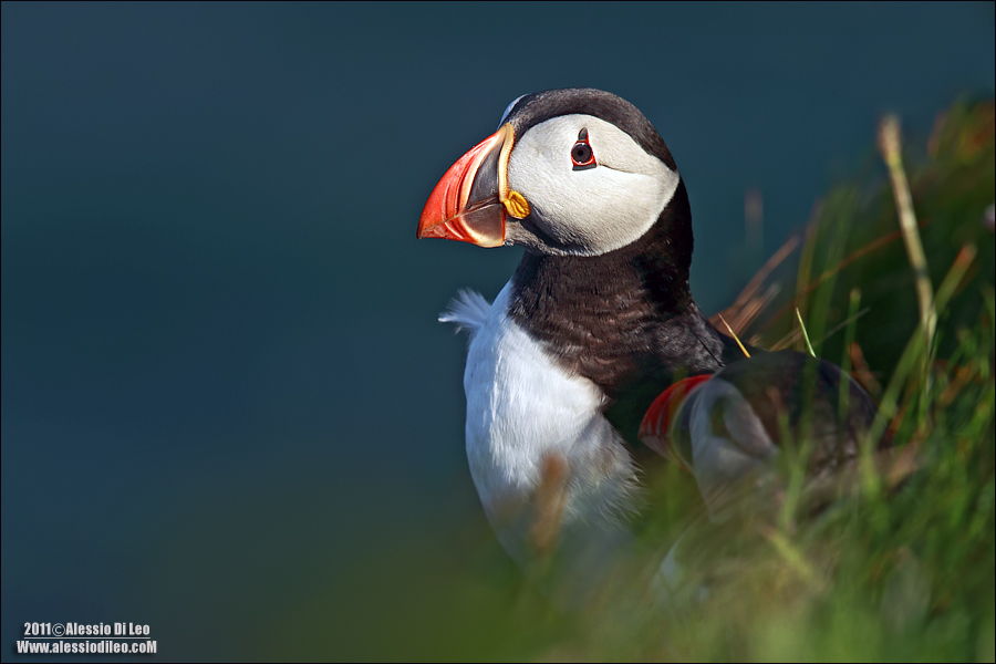 Pulcinella di Mare, Isole Orcadi