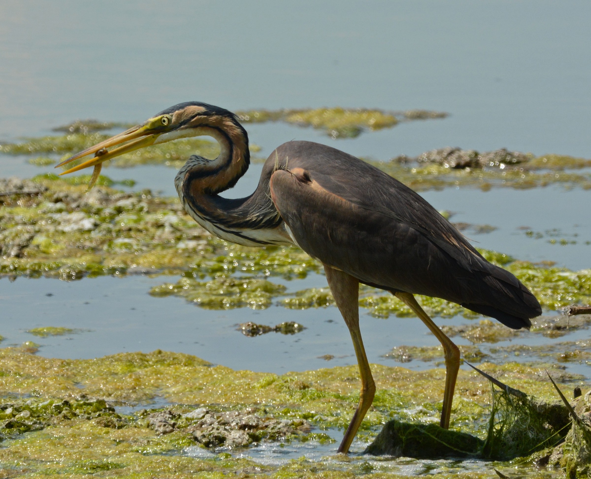 Purple Heron
