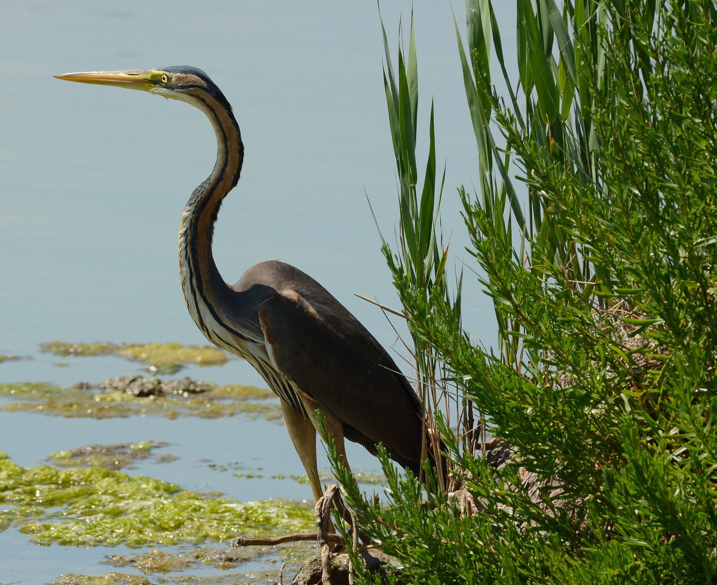 Purple Heron
