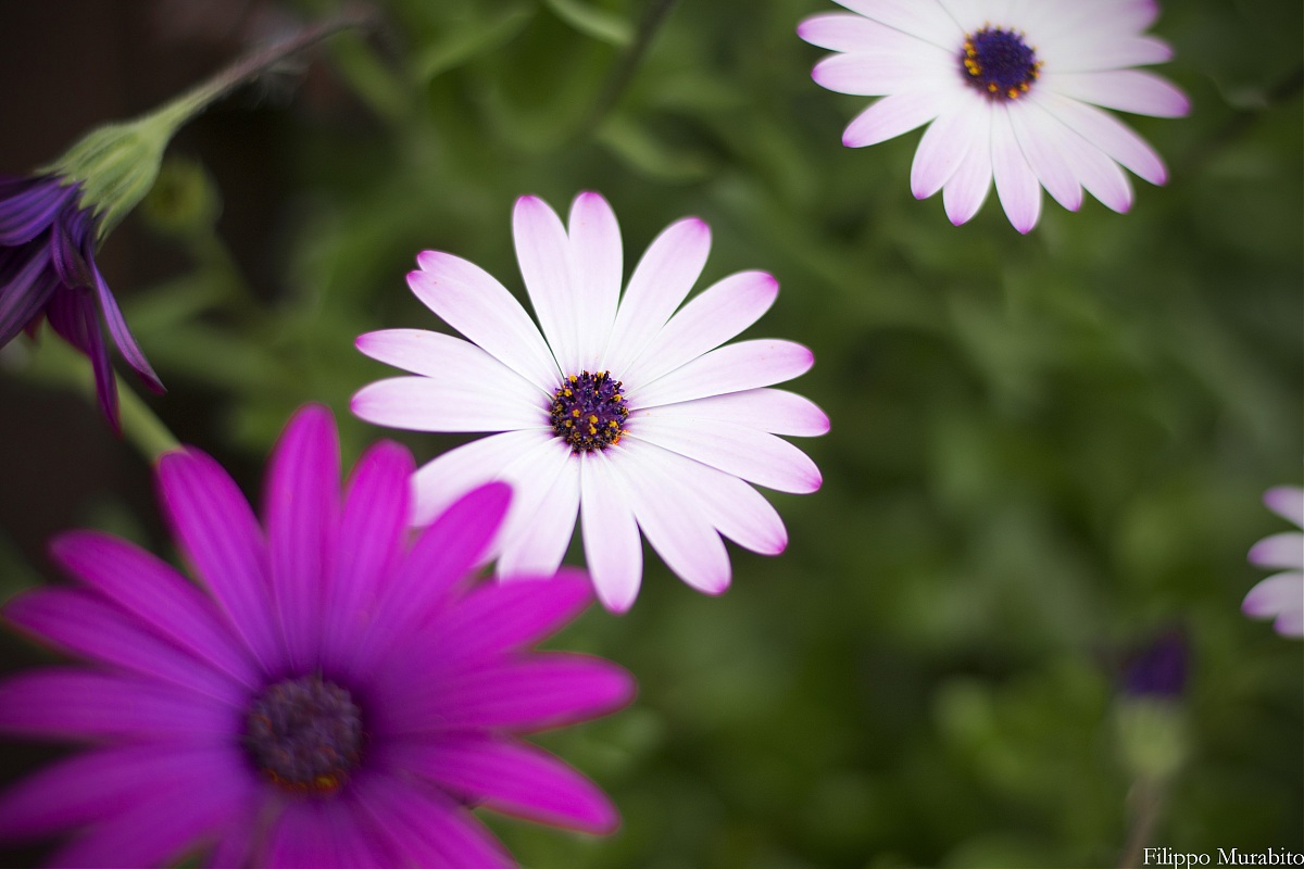 Common Daisy (Bellis perennis)