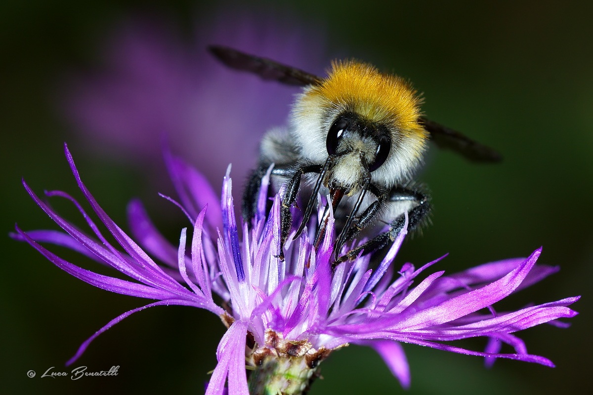 Bombus pascuorum