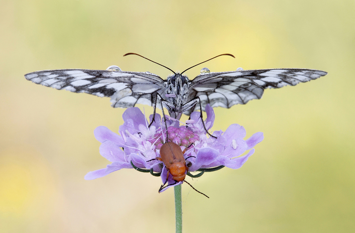 Melanargia Galathea