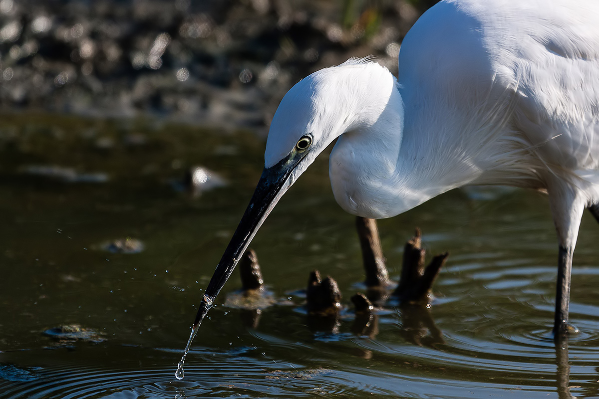 Little Egret - Portrait with prey