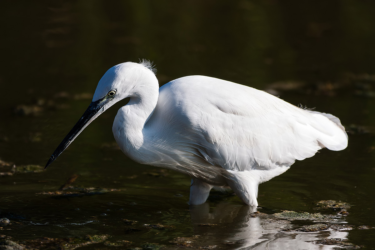 Egret