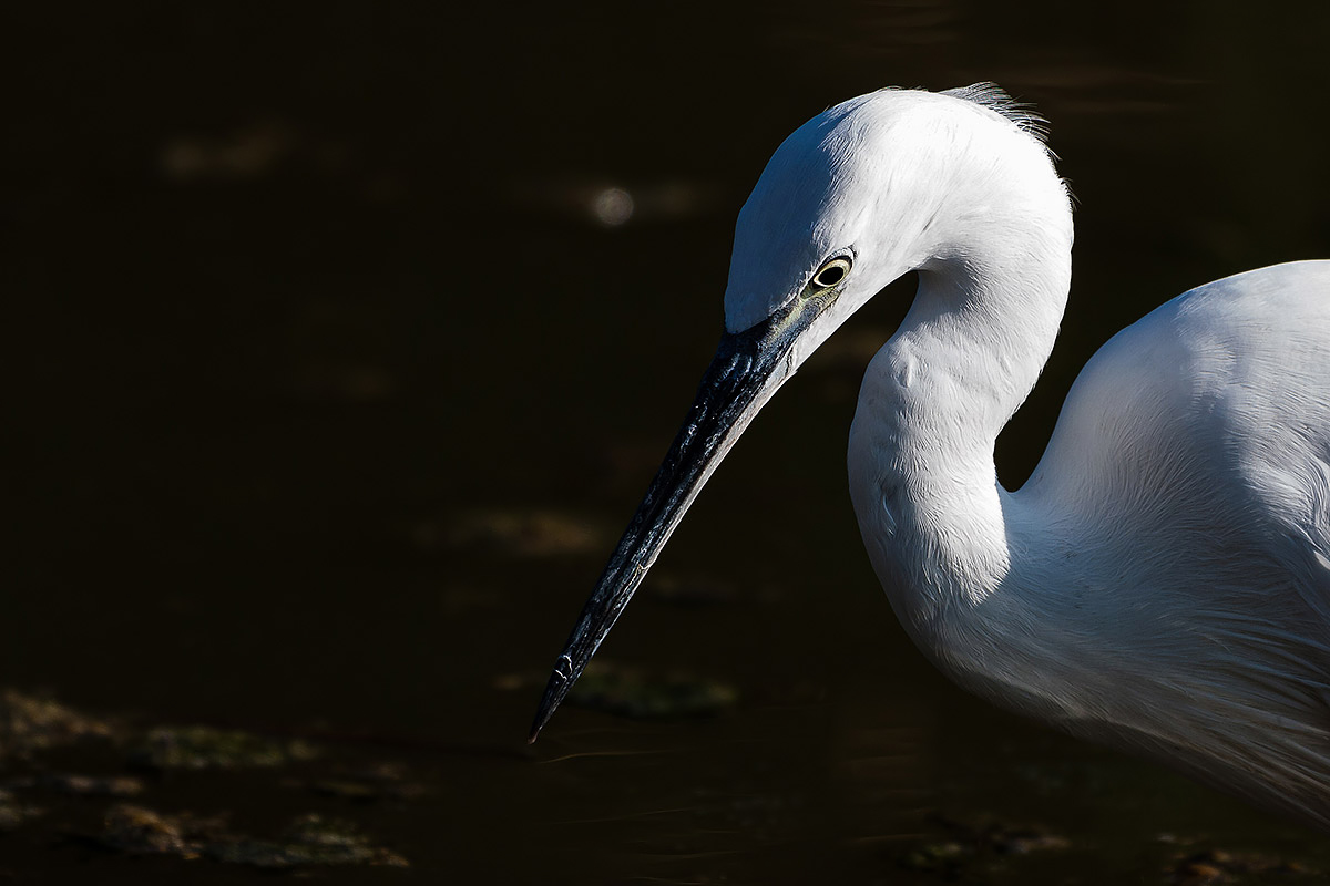 Little Egret - Portrait