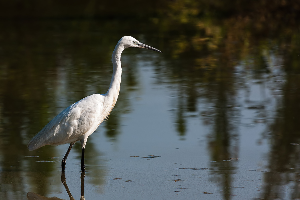 Egret