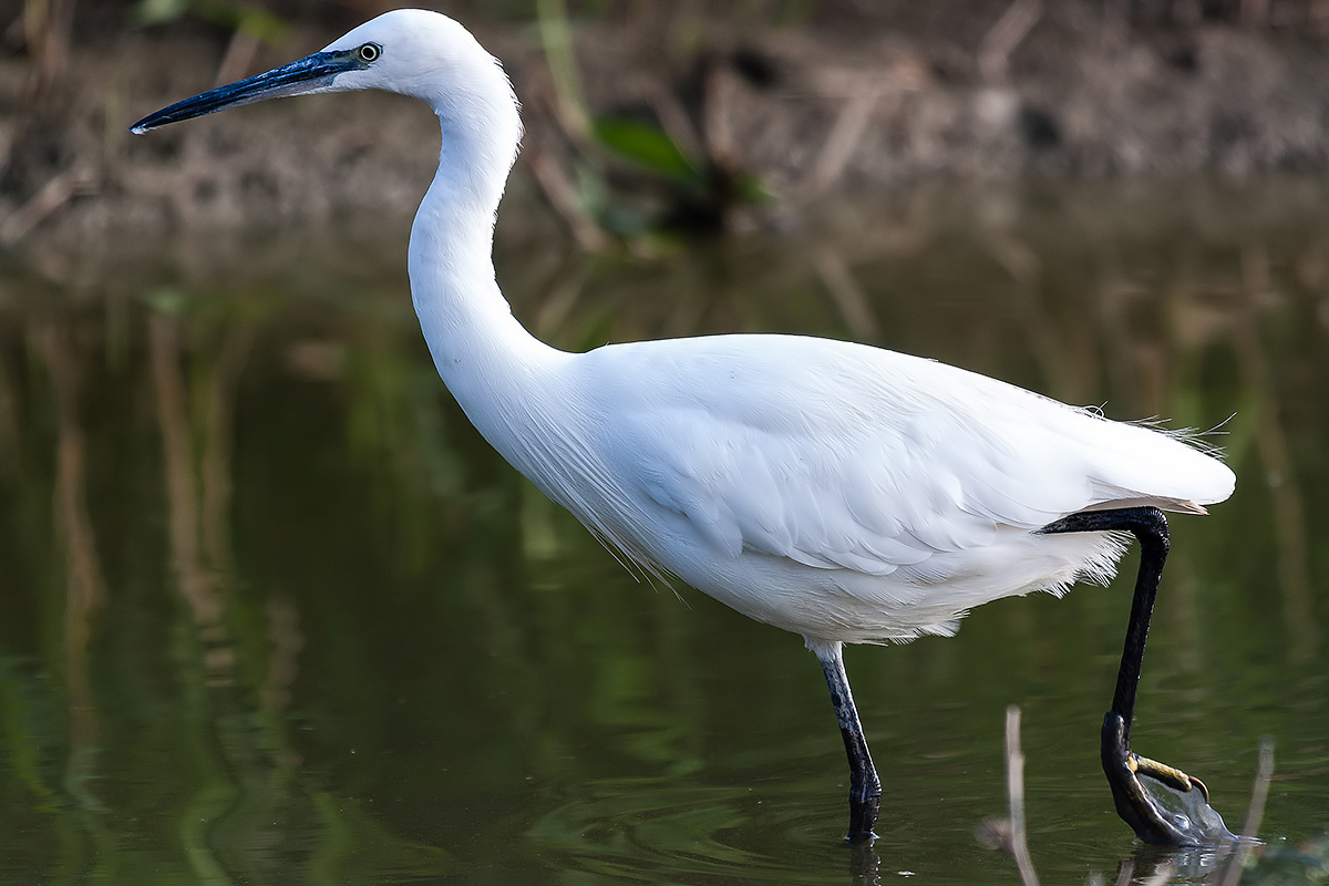 Egret