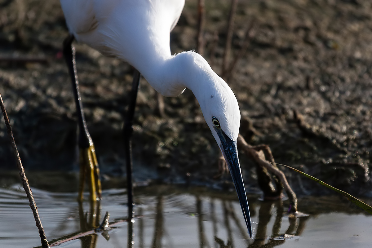 Egret