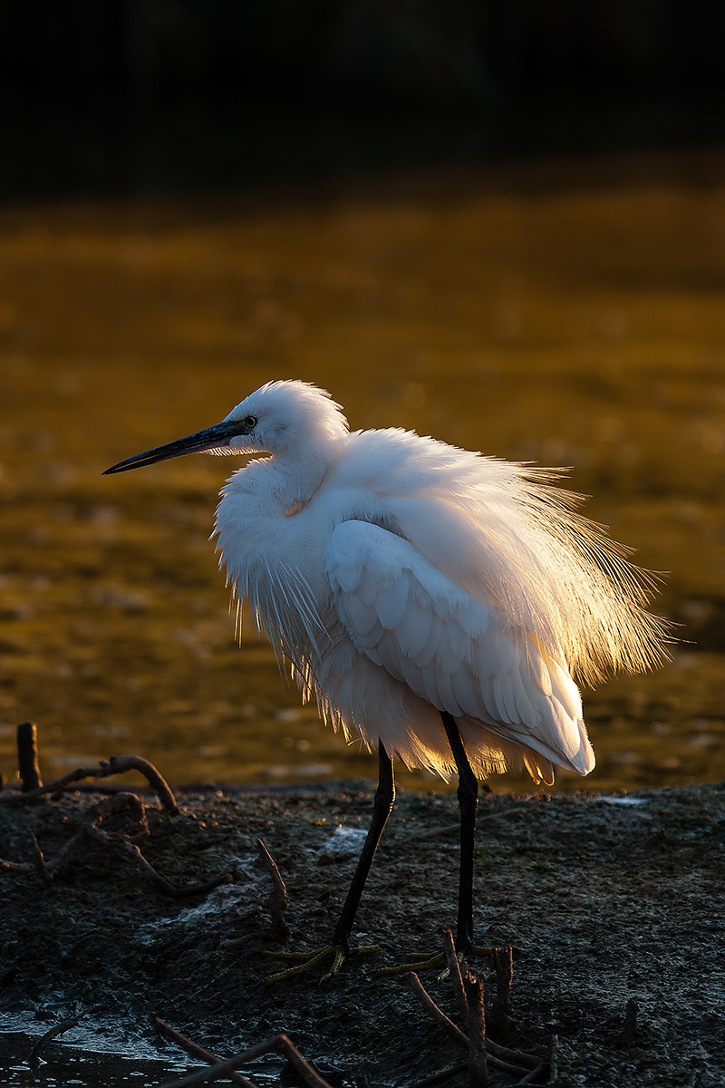 Egret