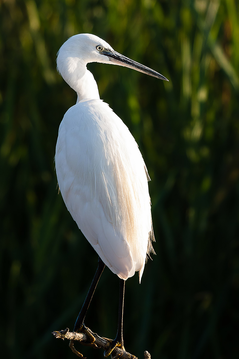 Egret
