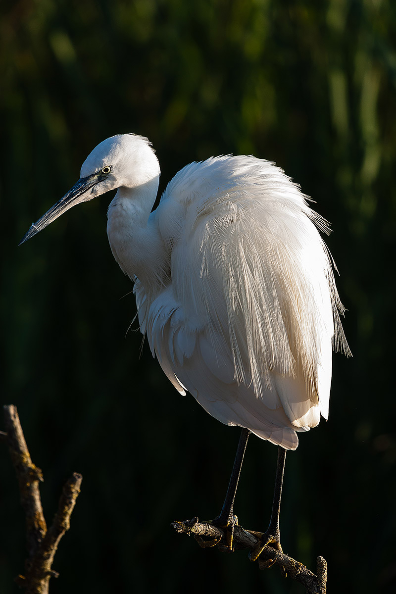 Egret