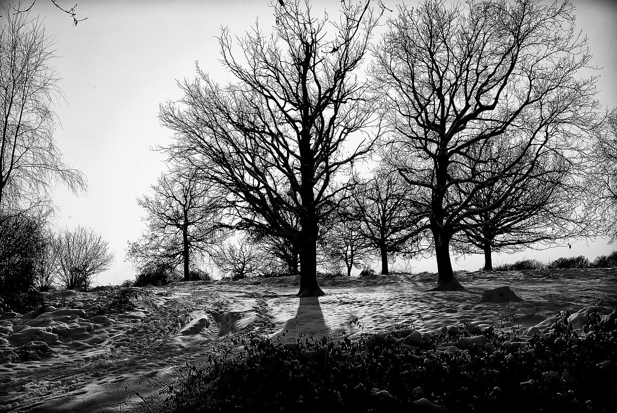 Winter, Baraggia of Candelo BI