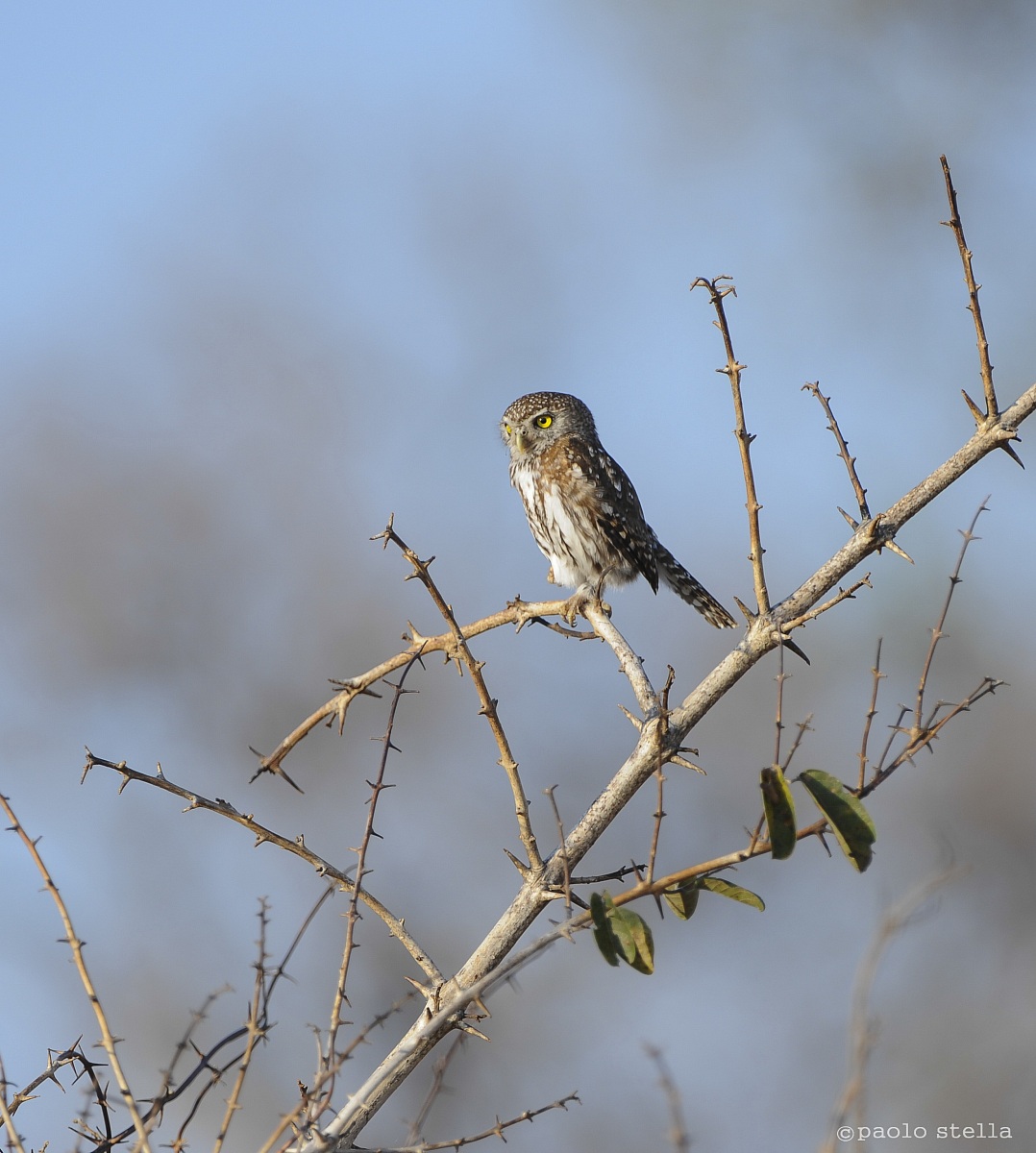 African Barred Owlet