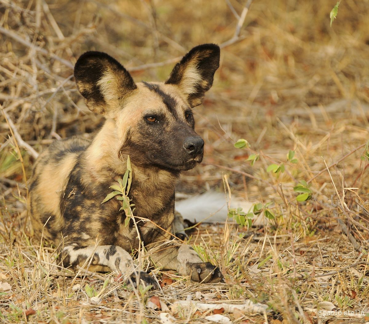 Lycaon pictus, Wild Dog