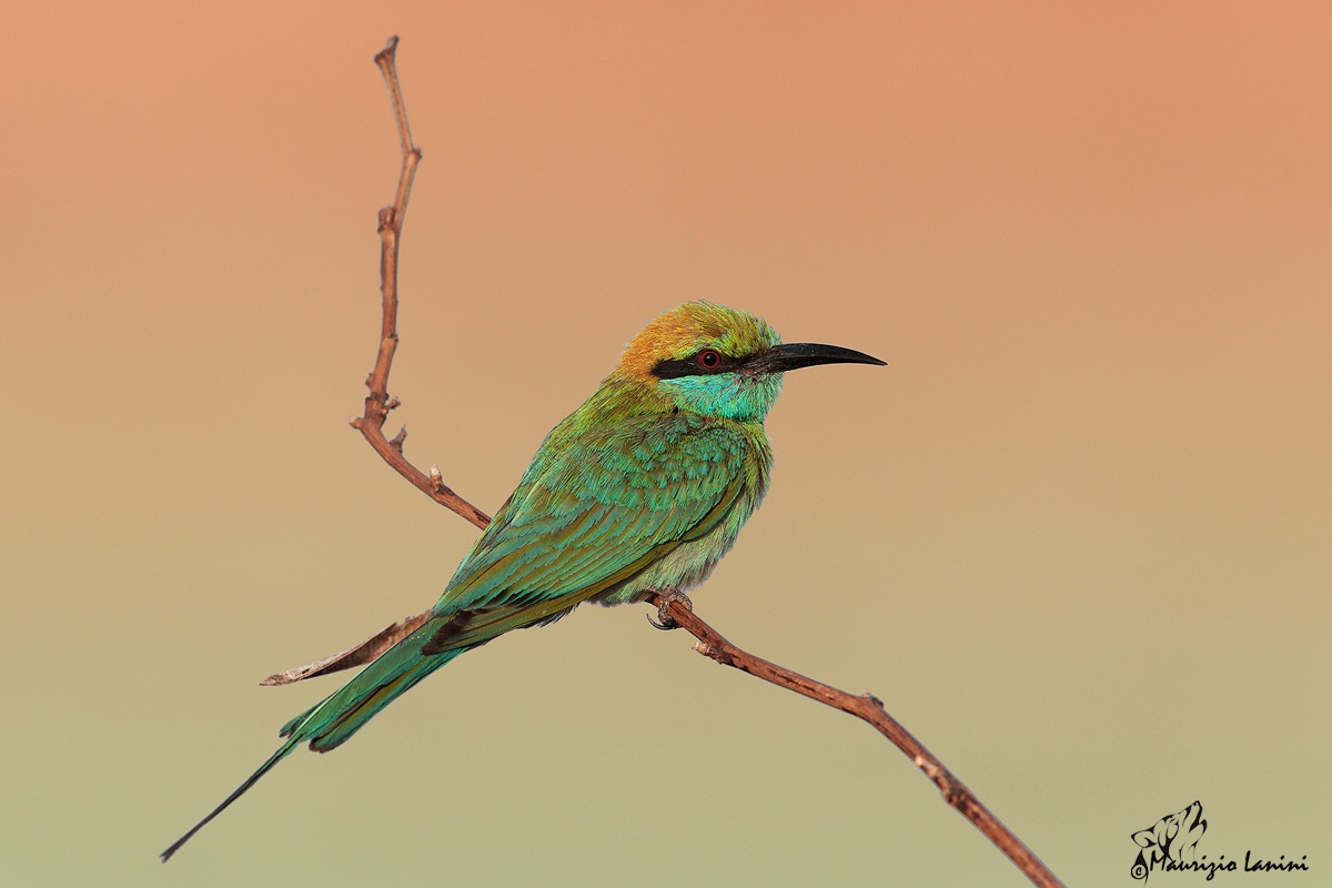 Gruccione al tramonto(Merops orientalis )