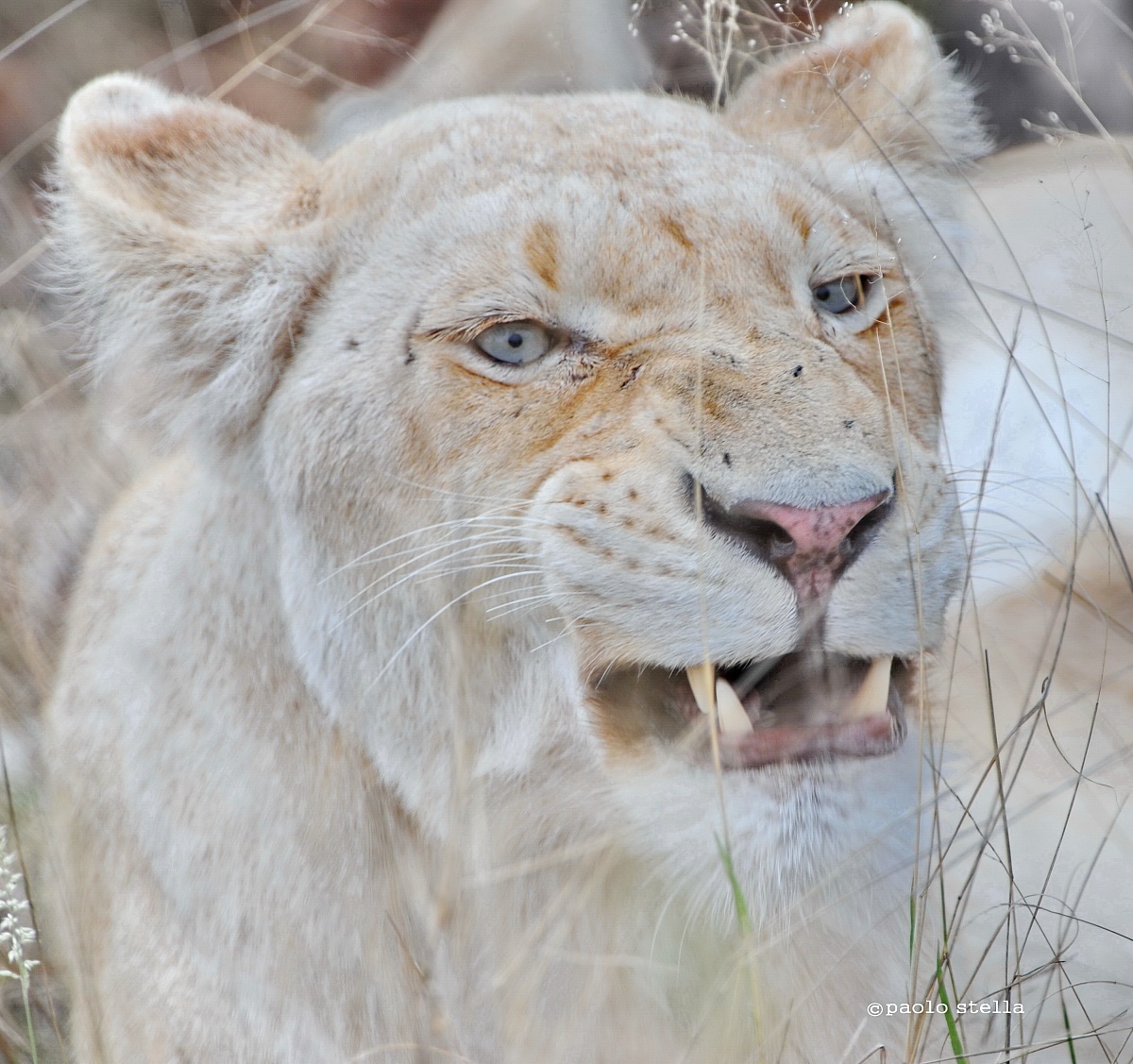 white lion of Timbavati