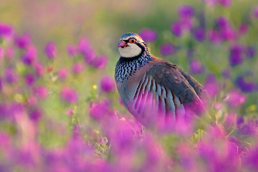 Pernice in primavera