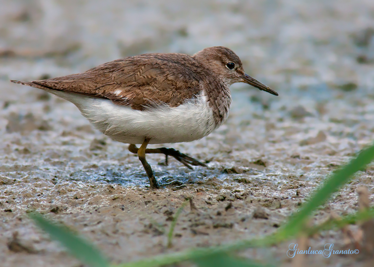 Sandpiper