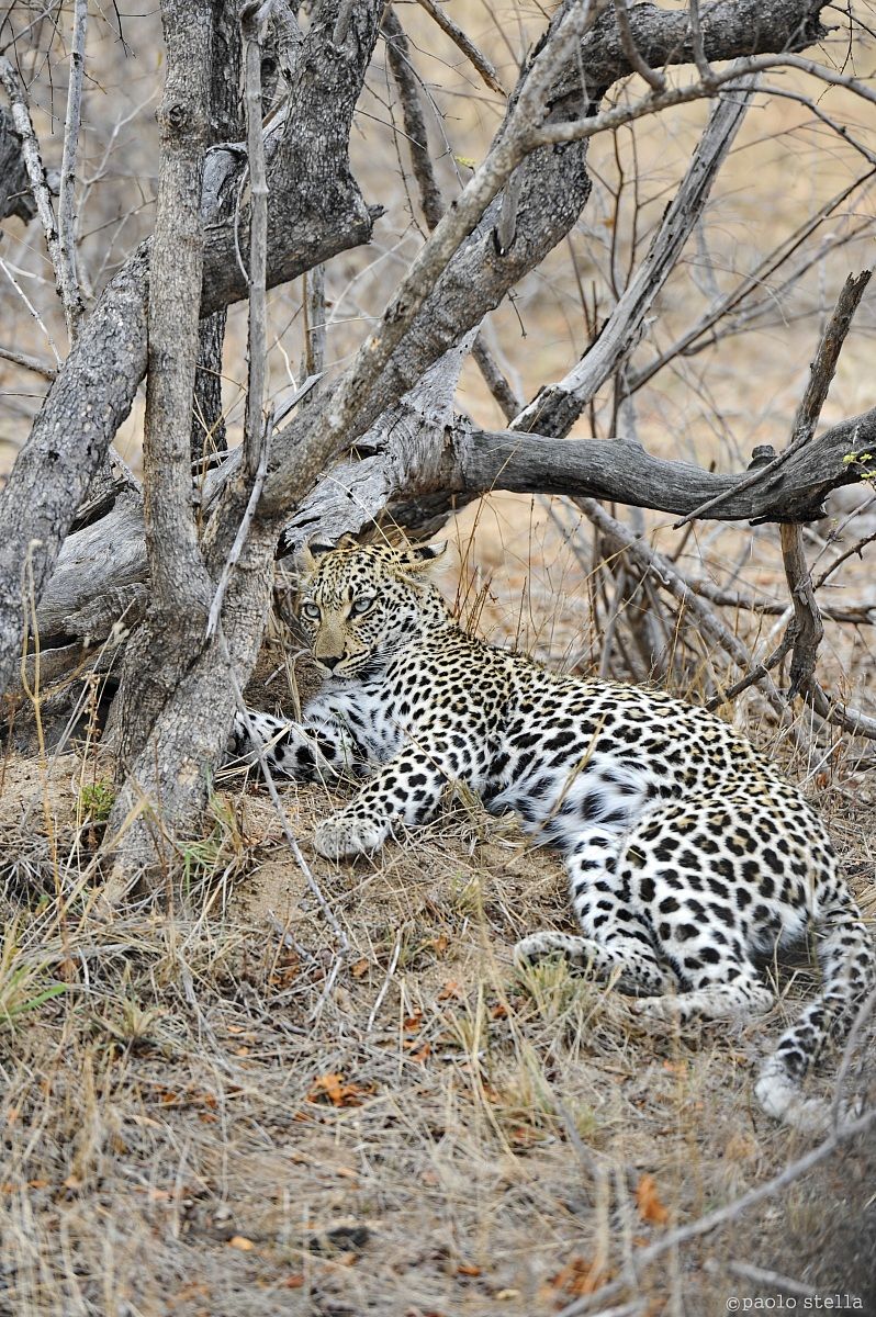 resting leopard