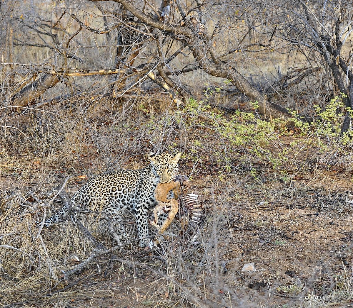 leopard with a kill