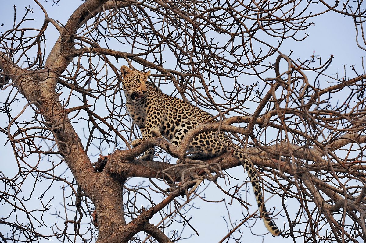 leopard roar on a tree