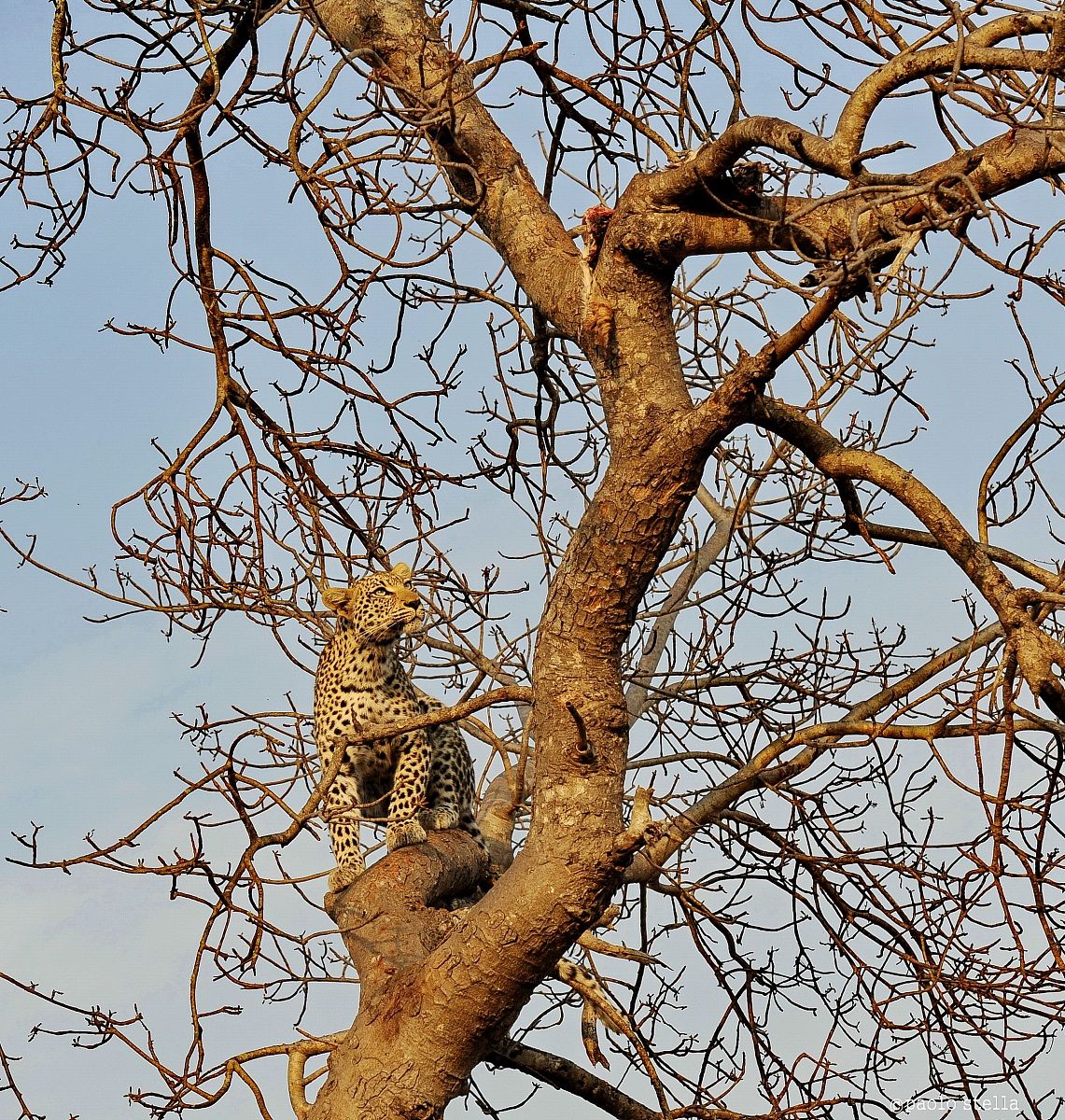 leopard looking at the kill