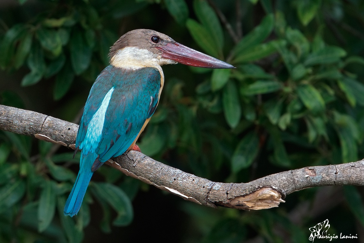Stork-billed Kingfisher