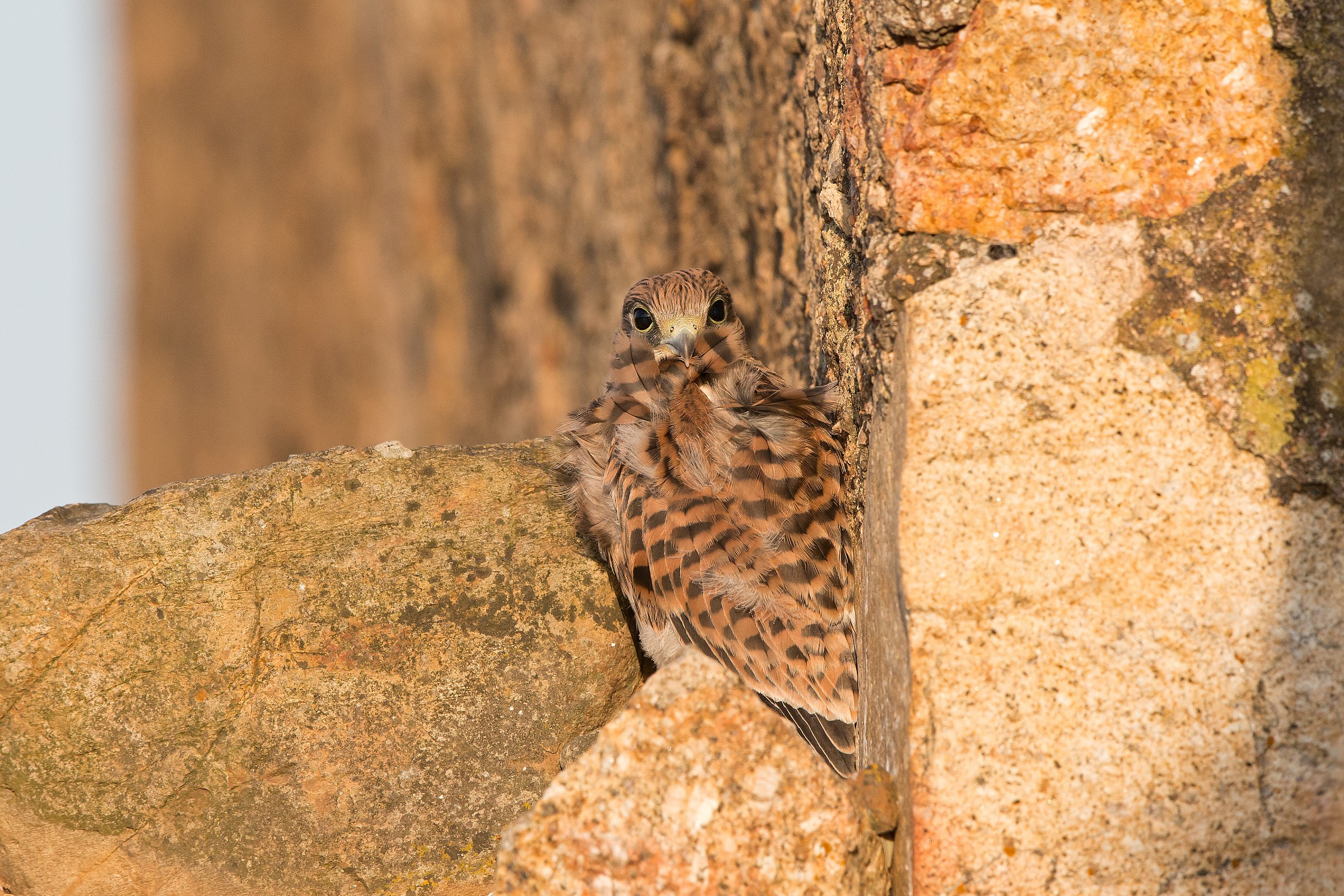the kestrel, maestralata and feather fan