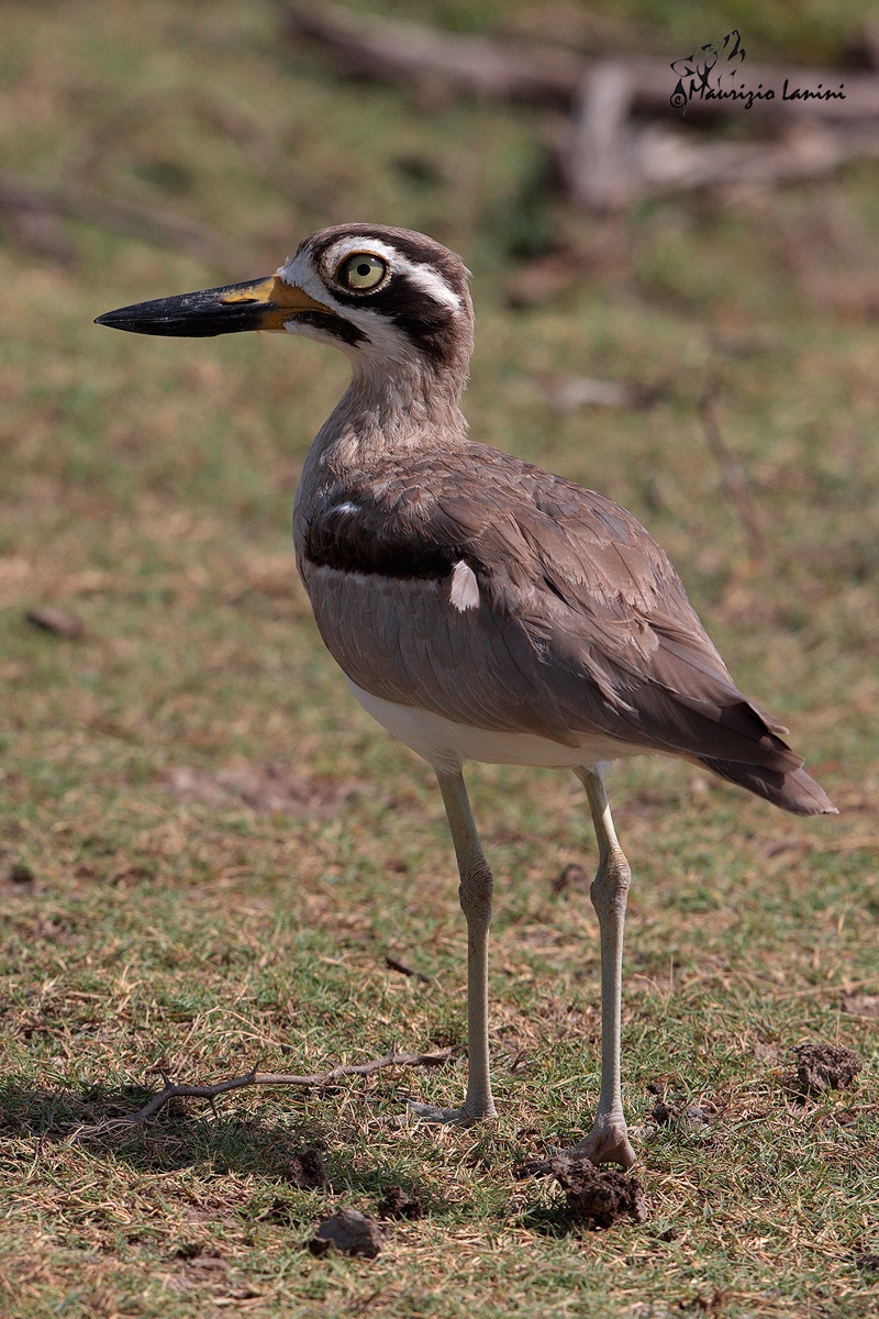 Occhione maggiore indiano(Esacus recurvirostris)