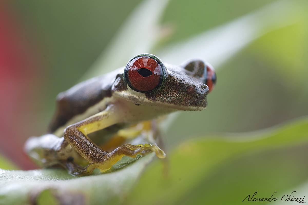 White bellied frog stream