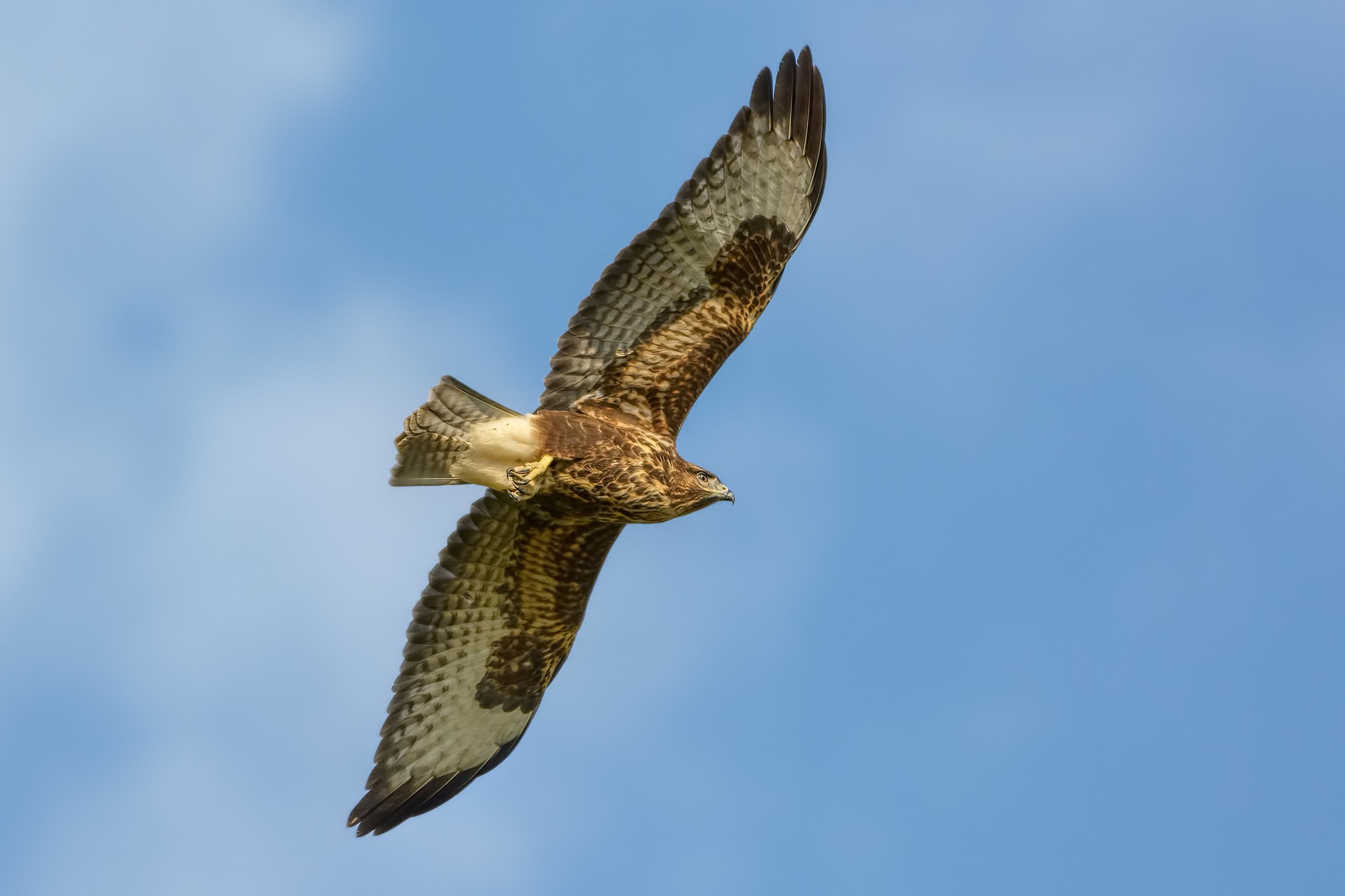 Poiana (Buteo buteo)
