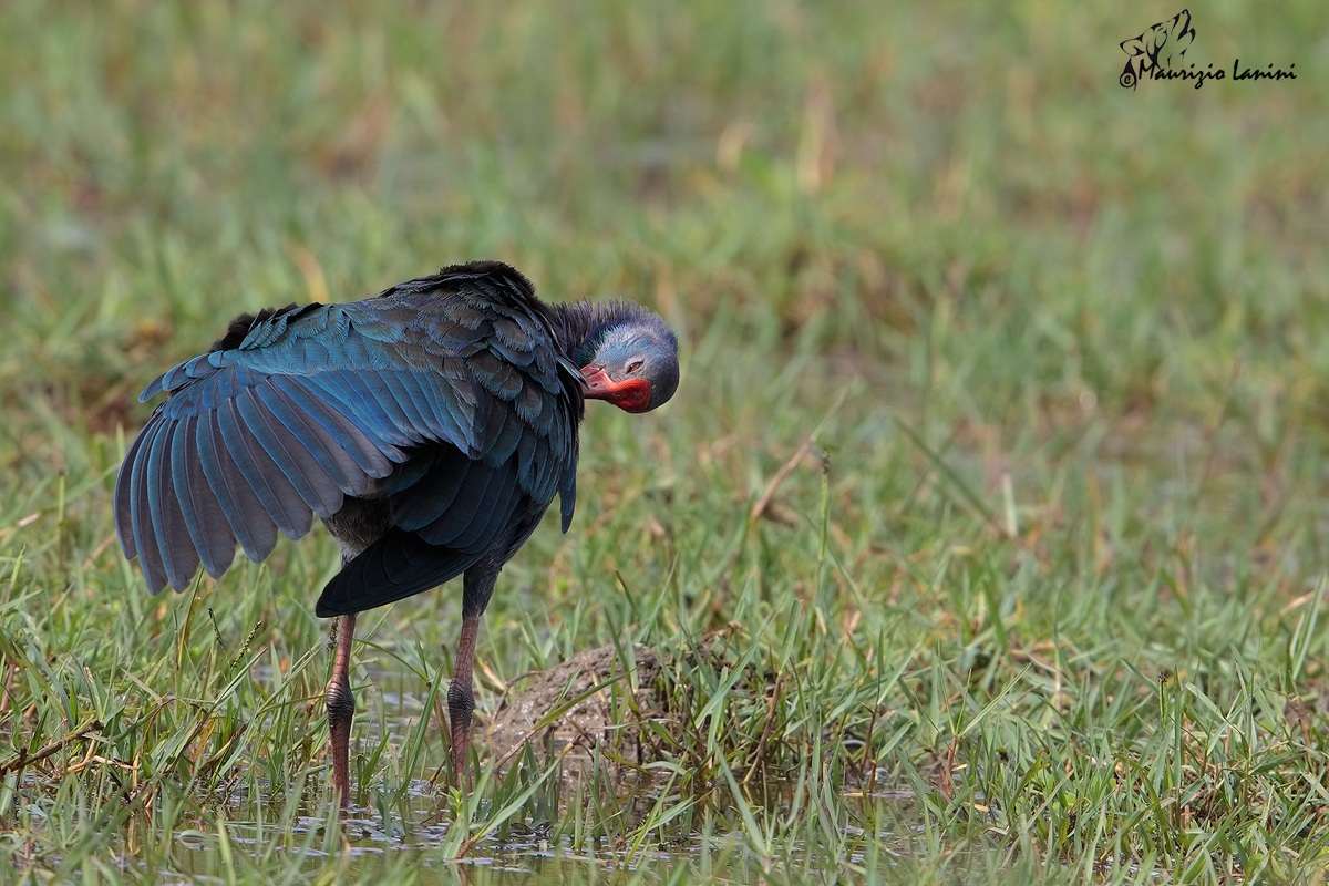 Pollo sultano in toeletta