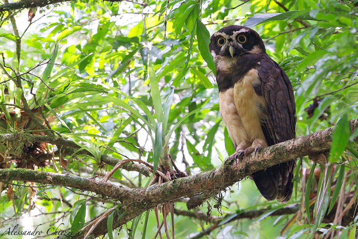 Spectacled Owl
