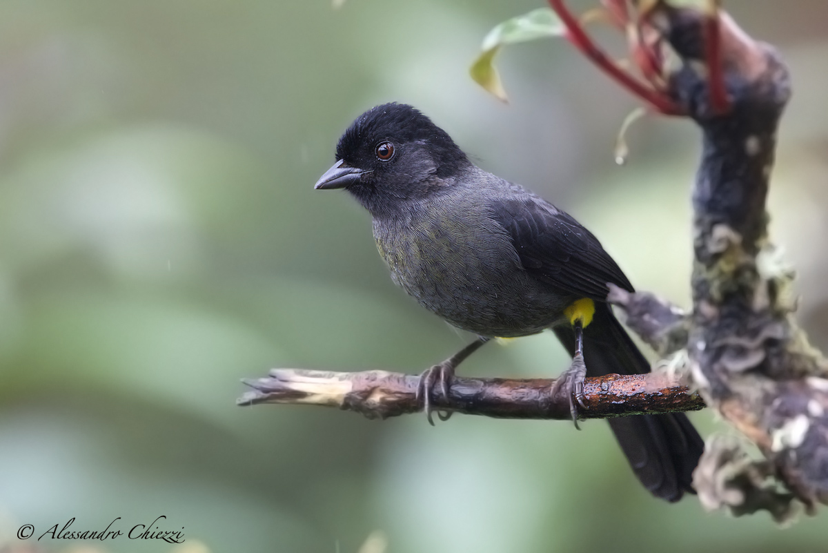 Sparrow trousers and yellow