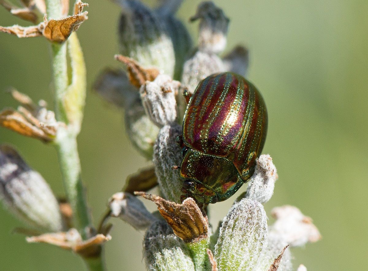 Piccolo scarabeo metallizzato
