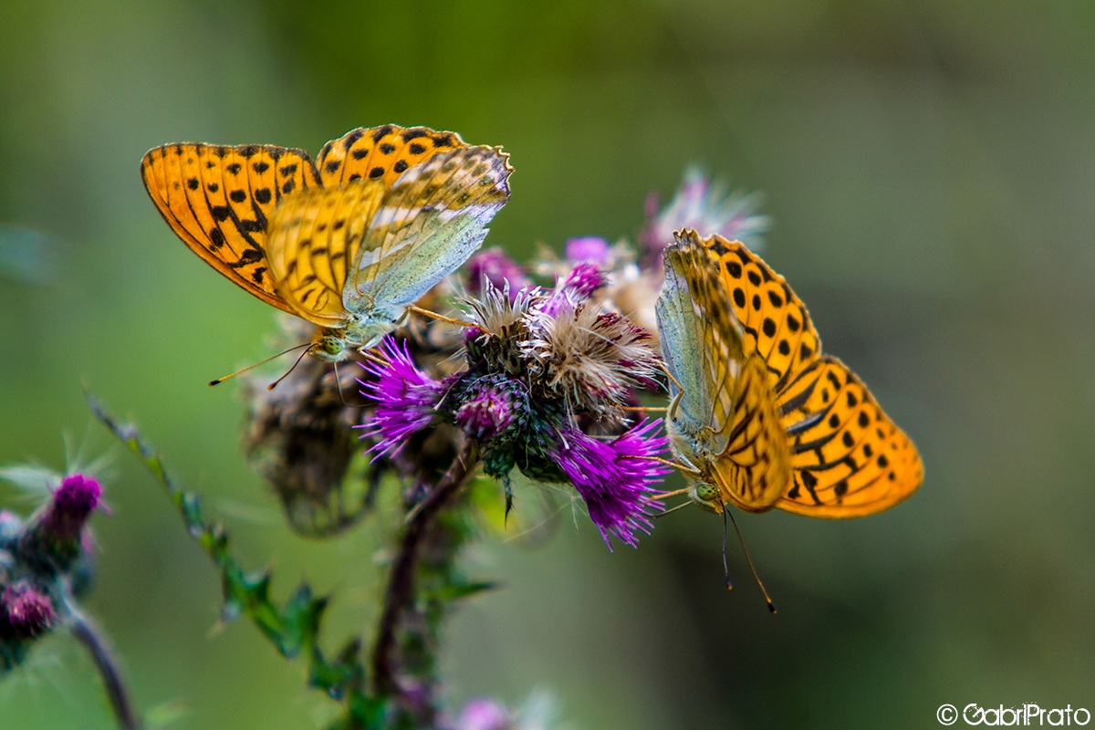 Farfalle allo specchio..