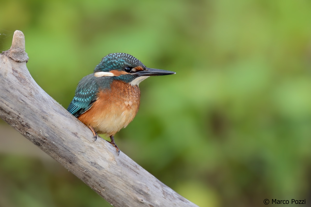 Kingfisher