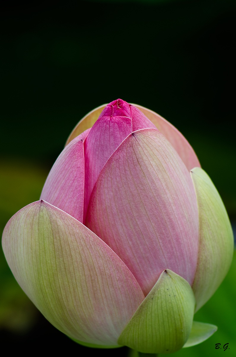 The lotus flower