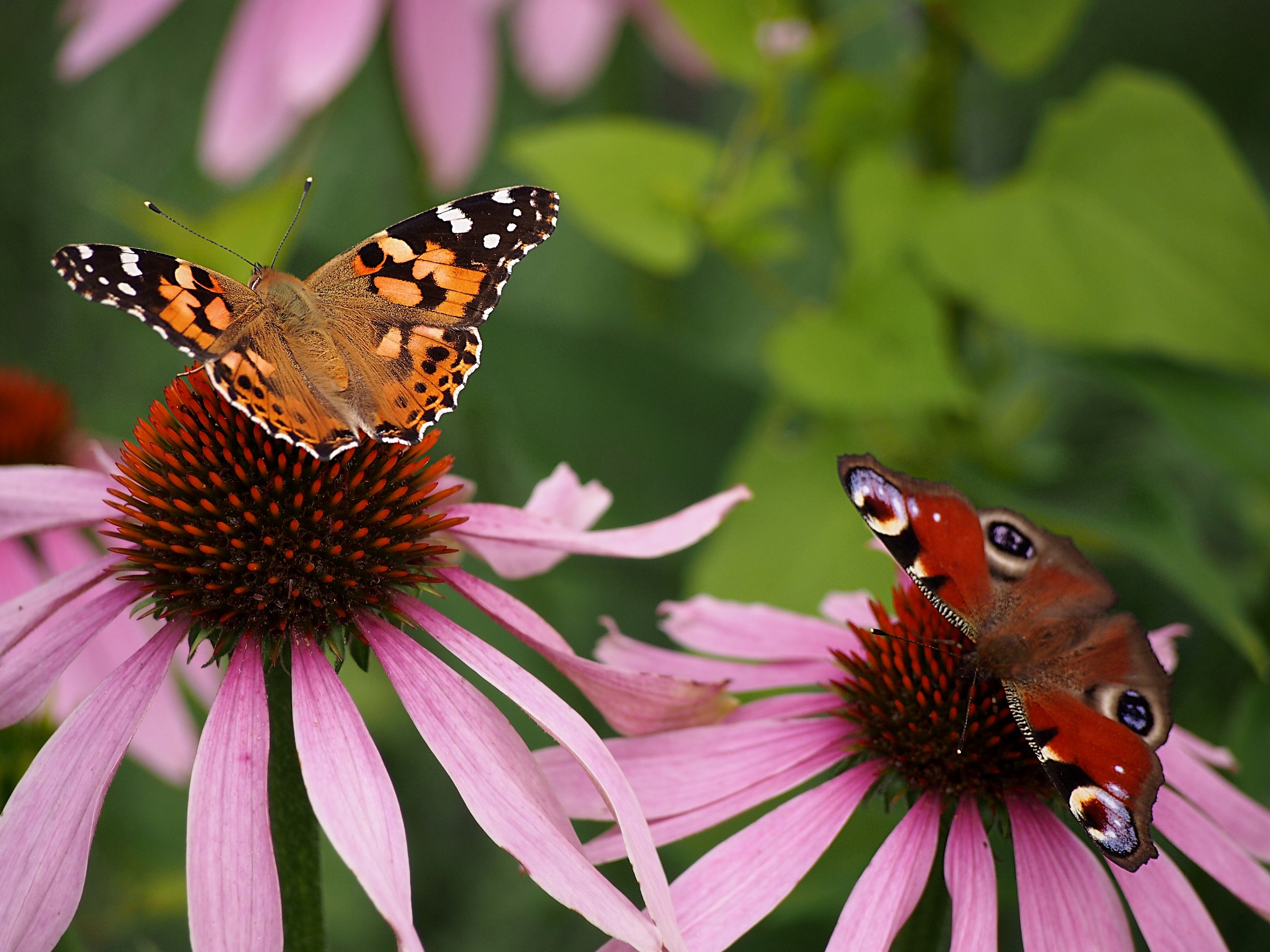 Vanessa Vanessa and I of the Thistle