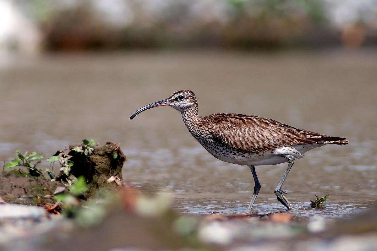 curlew