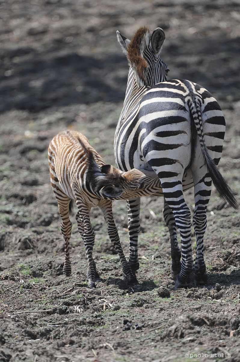 milking zebra