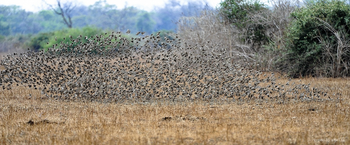 red billed quelea