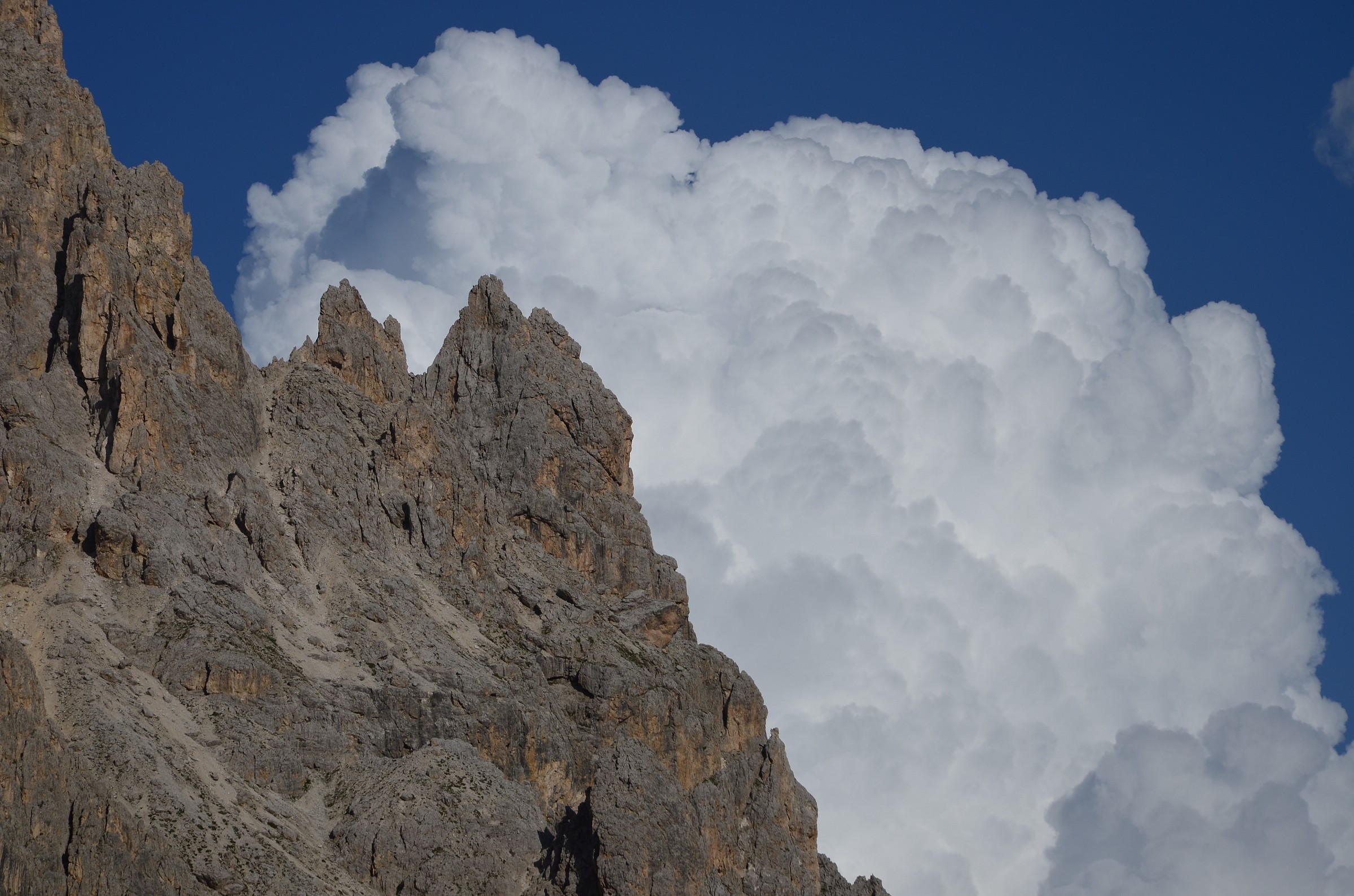 Whipped cream on Vaiolet